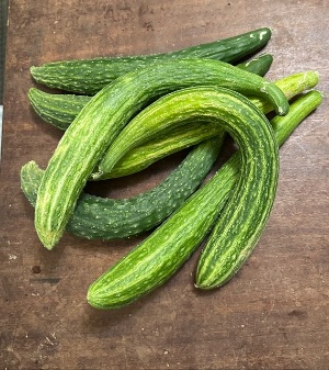 a pile of Armenian cucumbers grown at Sunshine Gardens