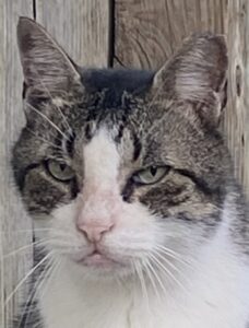 Sunny staring into the camera with an annoyed, cat-like expression