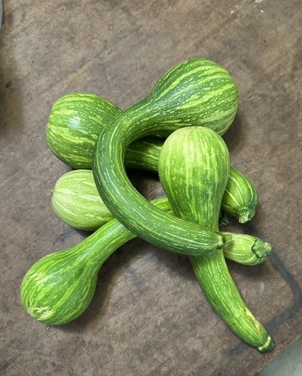 several tromboncini squash