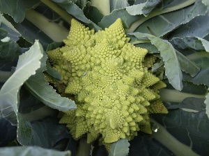 cauliflower
