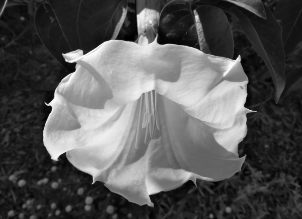 datura blossom