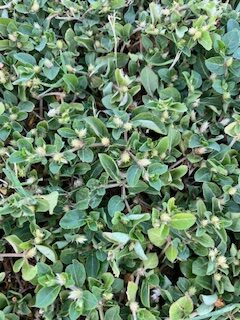 a close-up of khaki weed