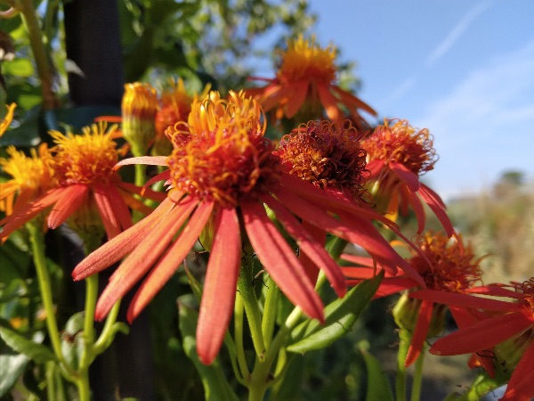 mexican flame vine flower