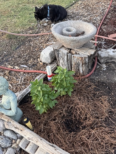 empty hole in the ground with dog nearby