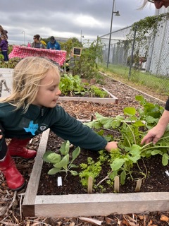 a young girl picking greens out of a garden bed
