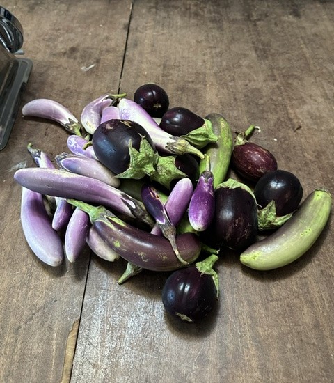 a large pile of various eggplant