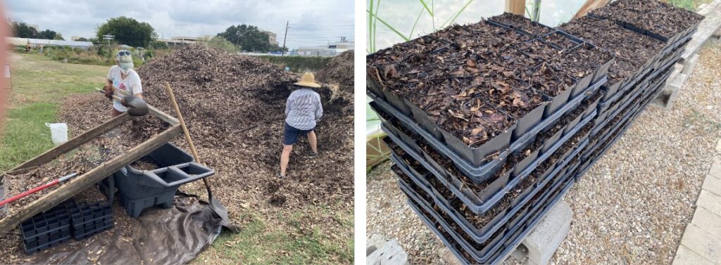 volunteers diging a hole into a large pile of leaves and working material across a sifter beside another image of 13 flats of 4" pots filled with leaf mold in a greenhouse